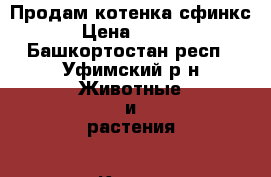 Продам котенка сфинкс  › Цена ­ 1 000 - Башкортостан респ., Уфимский р-н Животные и растения » Кошки   